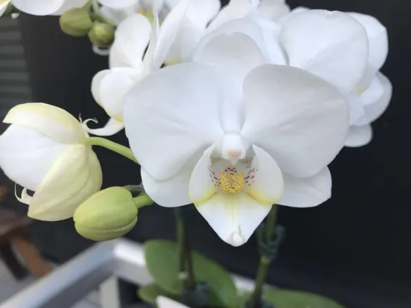 Phalaenopsis(1-102)